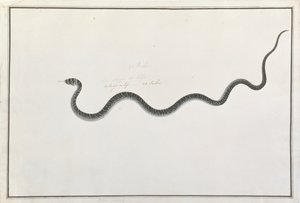 Oolur Tedong、マラッカの動物、昆虫、爬虫類の絵、1805〜18年頃（紙とトイレとガッシュ） 作： Chinese School